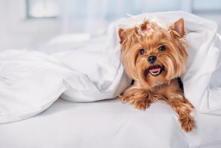 Top tips for choosing the best pet-friendly hotel while traveling with your dog